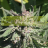 CHERRY WINE V2 – Bild 2
